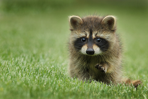 Peanut the Raccoon